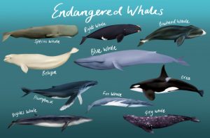 Endangered whales png clipart